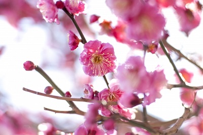 大倉山梅園の梅祭り