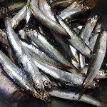 横浜ふれーゆ裏で小イワシ釣りで大漁!釣れるポイントと仕掛けや釣果は?