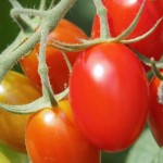 夏野菜の栽培初心者のプチトマトの植え時期とプランターの水やり方法