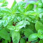 ベランダプランターで夏野菜は簡単。苗から育てやすい土や肥料は?