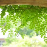 グリーンカーテン初心者におすすめの花とプランターの大きさ苗の数