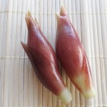 みょうがのベランダ栽培でプランターの大きさや育て方は?初心者向け