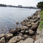 大井ふ頭海浜公園のハゼ釣りポイント 釣り餌の入手先と駐車場