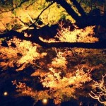 鎌倉の長谷寺の紅葉が見ごろの時期とライトアップの時間、混雑状況