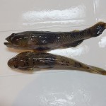 ハゼ料理のさばき方、身は天ぷら、中骨はから揚げで骨せんべいが最高