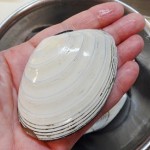 白貝の砂抜き時間は?調理方法や食べ方と簡単な酒蒸しレシピ