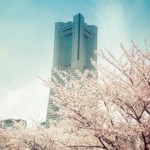 横浜みなとみらいの桜スポットとコース、お弁当が食べられる場所は?