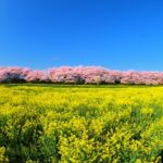 幸手権現堂公園の桜まつり!駐車場の混雑や屋台の出店 夜桜のライトアップ